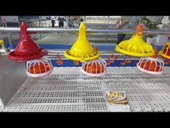 نظام تغذية الدواجن الأوتوماتيكي